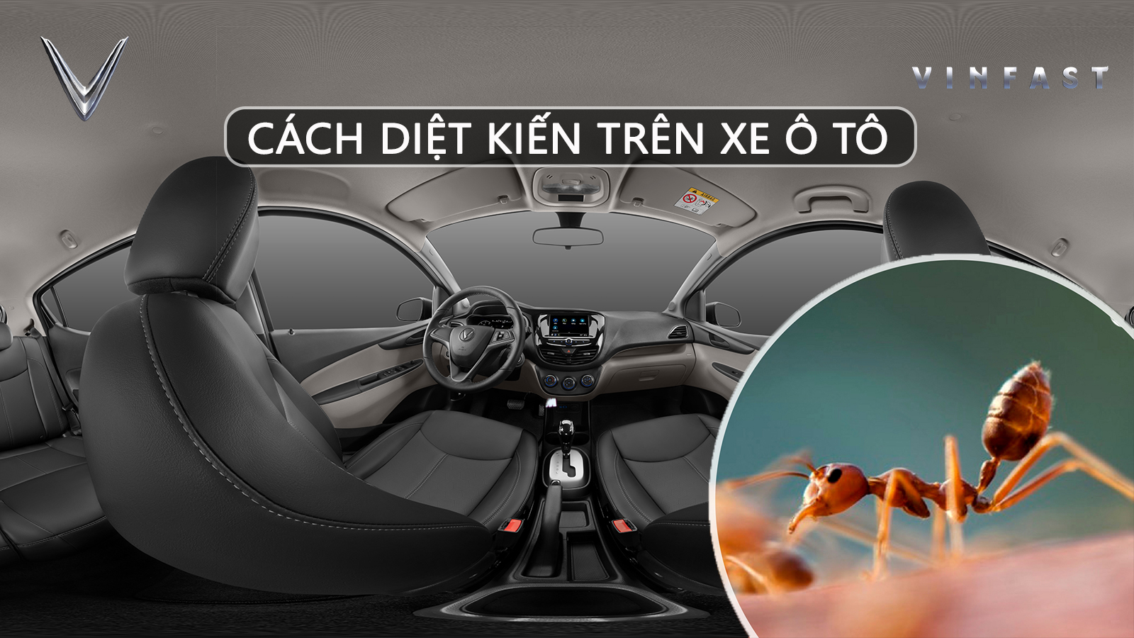 Cách Diệt Kiến Trong Xe Ô Tô Hiệu Quả